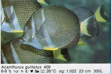 Acanthurus guttatus
